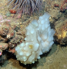 Phallusia mammillata