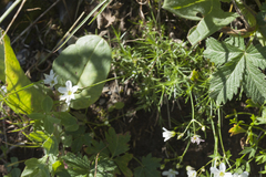 Eremogone griffithii