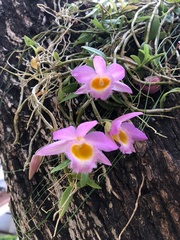Dendrobium loddigesii