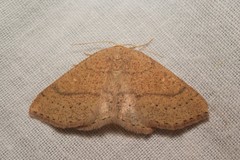 Cyclophora ruficiliaria