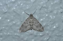 Trichopteryx grisearia