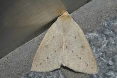 Descoreba simplex