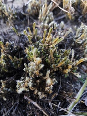 Selaginella corallina