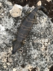 Tiliqua occipitalis