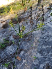 Cyperus hystricinus