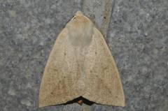 Descoreba simplex
