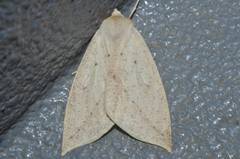 Descoreba simplex