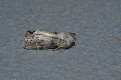 Neoploca arctipennis