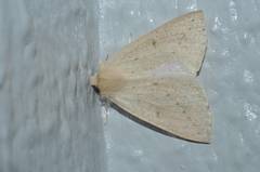 Descoreba simplex