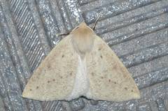 Descoreba simplex