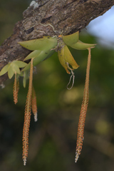 Oberonia brachystachys