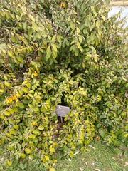 Elaeagnus × ebbingei