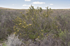 Leucadendron brunioides brunioides