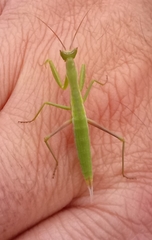 Apteromantis aptera