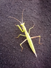 Apteromantis aptera