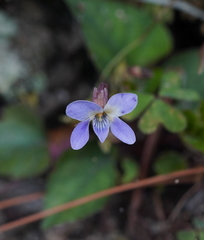 Viola shinchikuensis