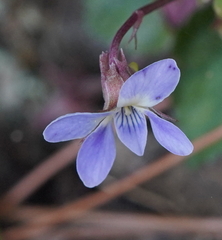 Viola shinchikuensis