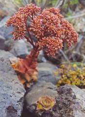 Aeonium nobile image