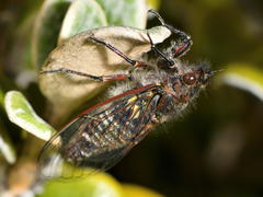 Maoricicada campbelli