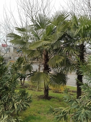 Trachycarpus fortunei