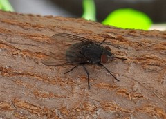 Calliphora
