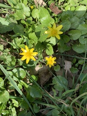 Ficaria verna
