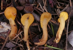 Cudonia spathulata