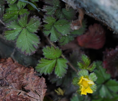 Potentilla matsumurae