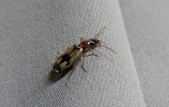 Cymindis andreae