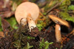 Lactarius subflammeus
