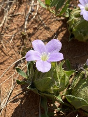 Barleria macrostegia