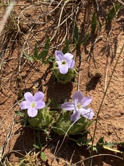 Barleria macrostegia