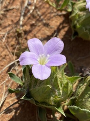 Barleria macrostegia