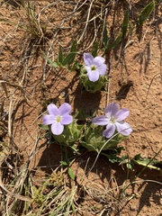 Barleria macrostegia