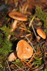 Lactarius subflammeus