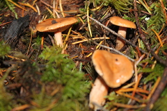 Lactarius subflammeus