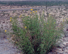 Tecoma stans angustata