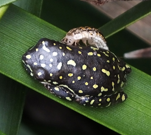 Painted Reed Frog, photo 7 of 10