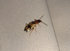 Cymindis andreae