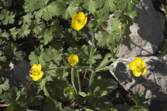 Ranunculus paucidentatus
