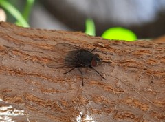 Calliphora