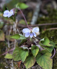 Viola shinchikuensis