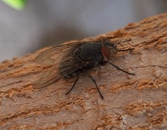 Calliphora