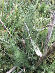Foeniculum vulgare