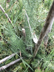 Foeniculum vulgare
