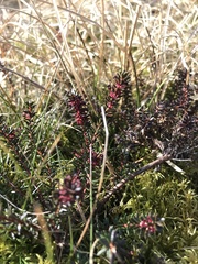 Erica carnea