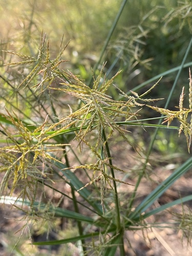Slender cyperus