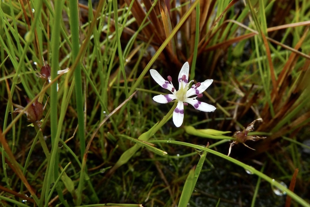 Wurmbea tenuis
