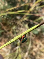 Melyrini