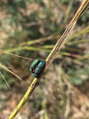 Melyrini